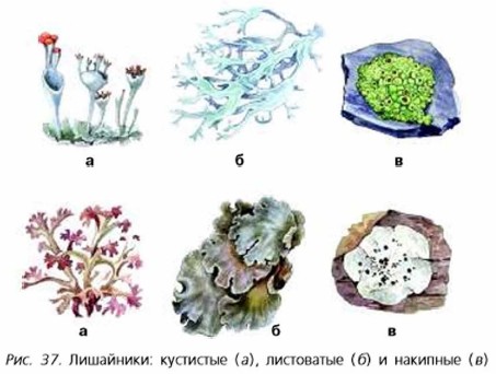 Лишайники Виды Фото